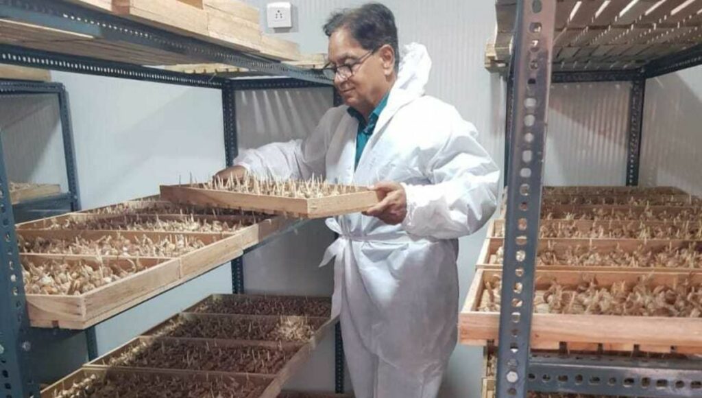 Ramesh Gera is growing saffron in 100 sq ft room in Noida