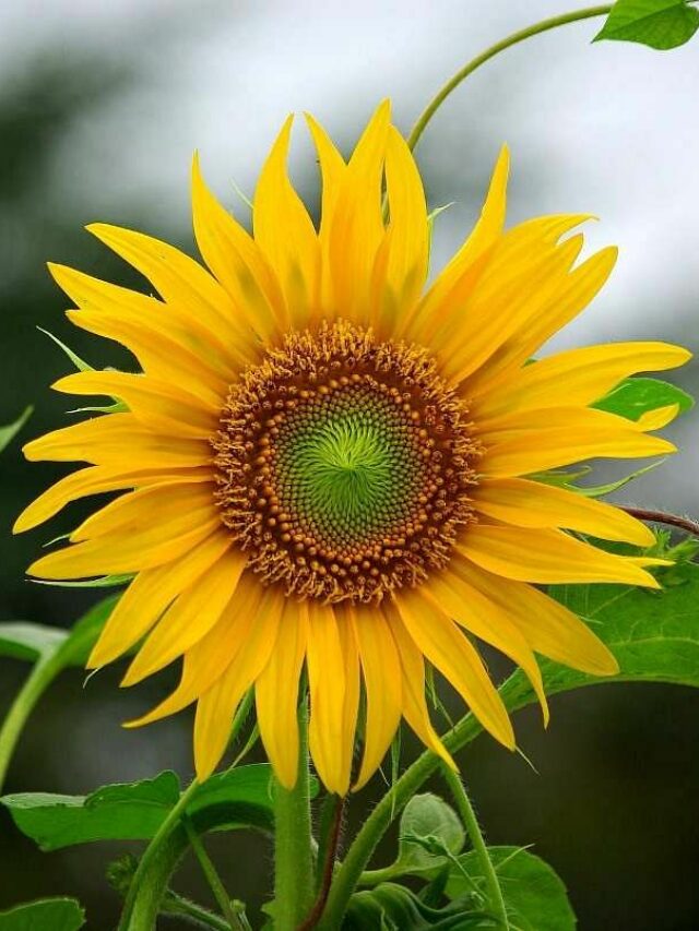sunflower-3497888_1920