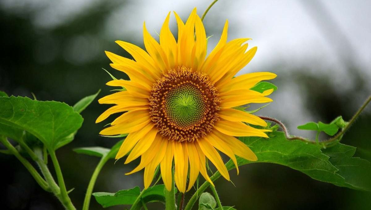 गर्मियों के फूल अप्रैल मेंउगाकर सजाएं अपना गार्डन