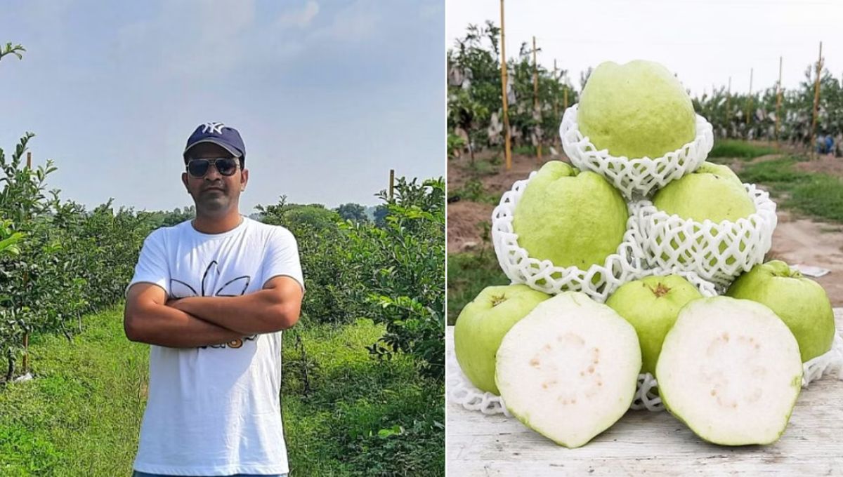 MBA graduate Rajiv is growing Thai guava