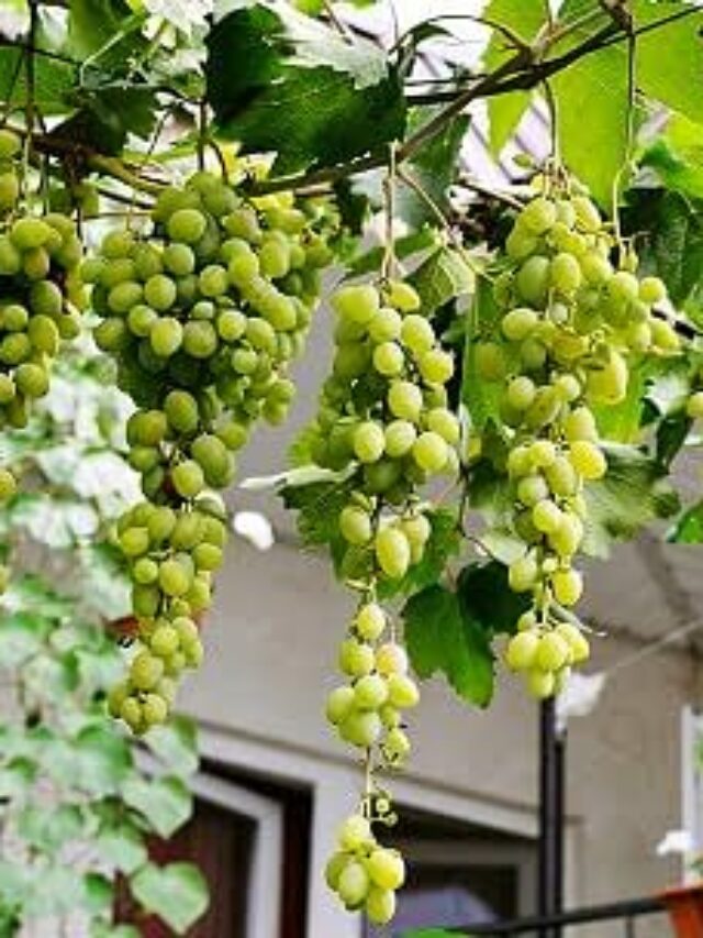 Grow-Grapes-at-Home (1)