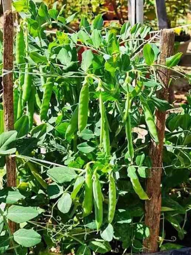 how to grow pea (1)