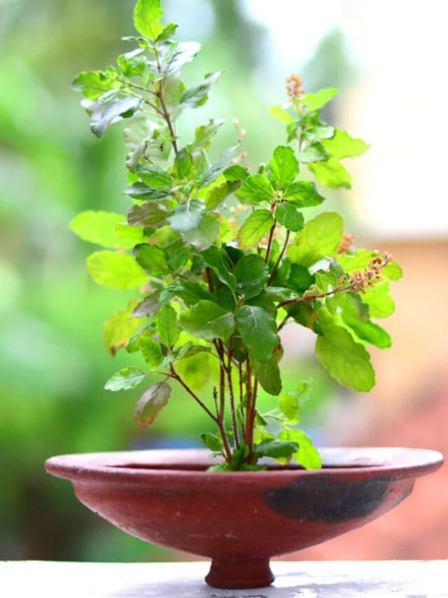 how-to-grow-tulsi-at-home-seeds